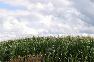 Güzel mısır tarlalı manzara, yaz konsepti, yakın manzara  
