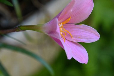 Açık havada yetişen güzel çiçekler, yaz konsepti, yakın manzara.  