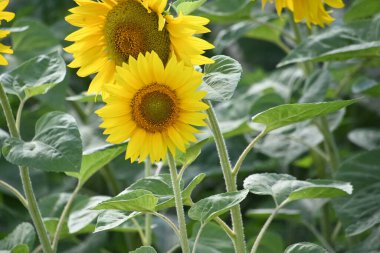 Güzel sarı ayçiçekleri açan tarla