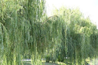 Mavi arkaplanda yeşil yapraklı ağaç dalları