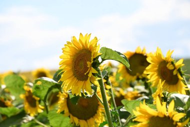 Güzel sarı ayçiçekleri açan tarla