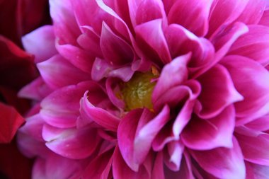 Güzel pembe kasımpatı yakın çekim