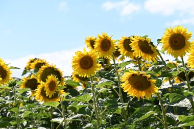 Güzel sarı ayçiçekleri açan tarla