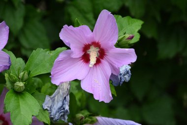 Güneşli yaz gününde bahçede yetişen güzel çiçekler. 