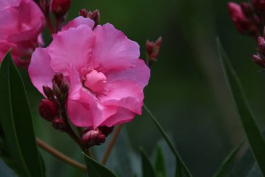 Açık havada yetişen güzel çiçekler, yaz konsepti, yakın manzara.  