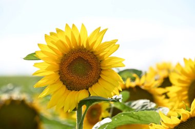 Güzel sarı ayçiçekleri açan tarla