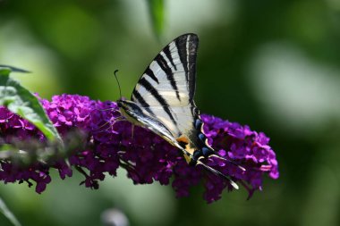 Açık havada yetişen güzel çiçekler, yaz konsepti, yakın manzara.  