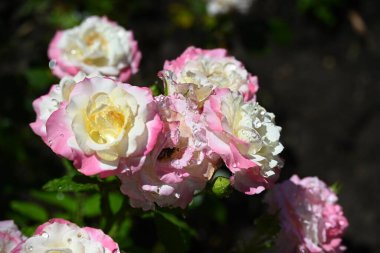 Güneşli yaz gününde bahçede yetişen güzel çiçekler. 