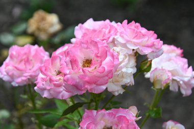 Dışarıda yetişen güzel güller, yaz konsepti, yakın manzara.  