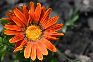 Güneşli yaz gününde bahçede yetişen güzel çiçekler. 