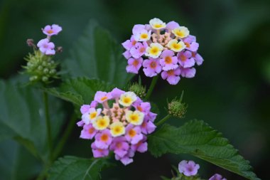 Dışarıda yetişen güzel çiçekler, yaz konsepti, yakın manzara.  