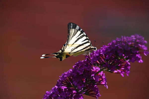 Pillangó Beporzás Gyönyörű Virágok Növekvő Szabadban Nyári Koncepció Közelről — Stock Fotó