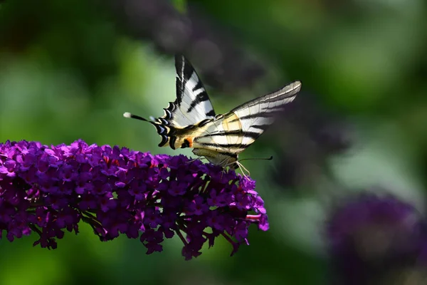 Schmetterling Bestäubt Schöne Blumen Die Freien Wachsen Sommerkonzept Nahsicht — Stockfoto