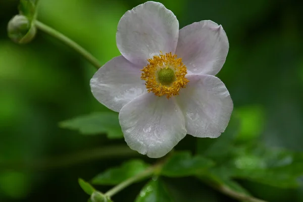 Beautiful Flower Growing Outdoor Summer Concept Close View — Stock Photo, Image