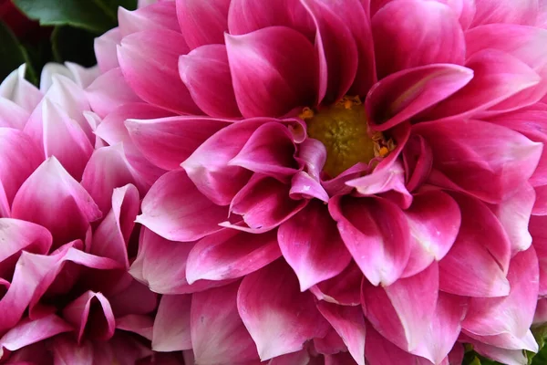 Close Beautiful Pink Chrysanthemum — Stock Photo, Image