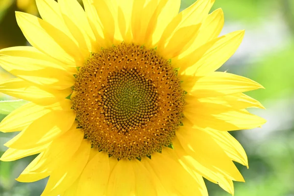 Mooie Gele Zonnebloemen Bloeiende Veld — Stockfoto
