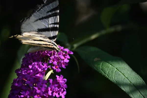 Motýl Opylování Krásné Květiny Rostoucí Venku Letní Koncept Zblízka — Stock fotografie