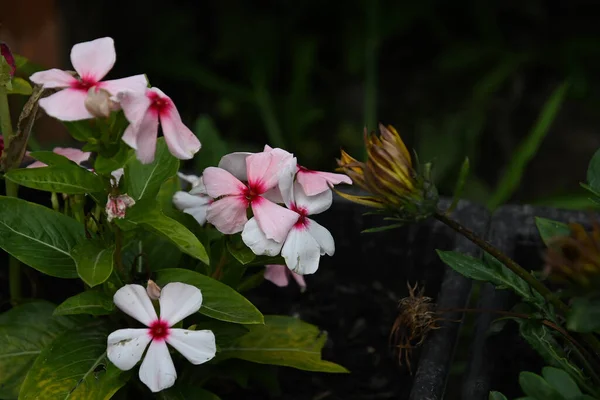 Hermosas Flores Que Crecen Aire Libre Concepto Verano Vista Cercana — Foto de Stock