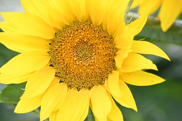 Hermoso Campo Flores Girasoles Amarillos —  Fotos de Stock