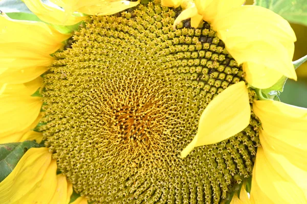 Bonito Girassóis Amarelos Florescendo Campo — Fotografia de Stock