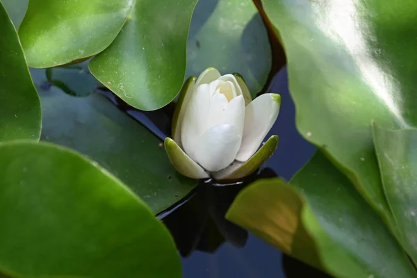 Vacker Blommande Lotus Växer Damm Sommardagen — Stockfoto
