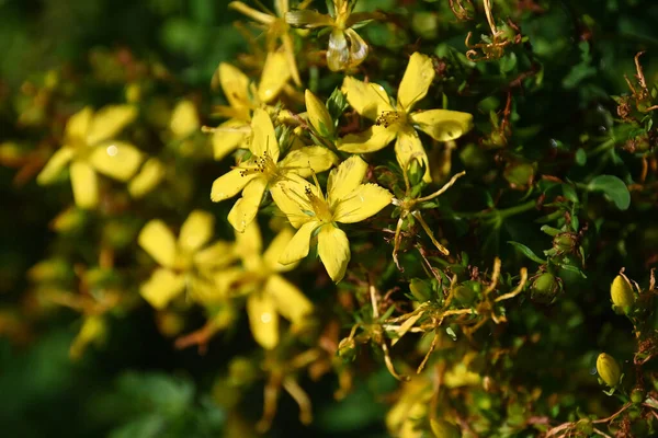 Flores Bonitas Crescendo Livre Conceito Verão Vista Próxima — Fotografia de Stock