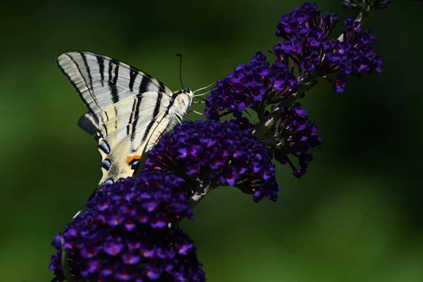 Schmetterling Bestäubt Schöne Blumen Die Freien Wachsen Sommerkonzept Nahsicht — Stockfoto