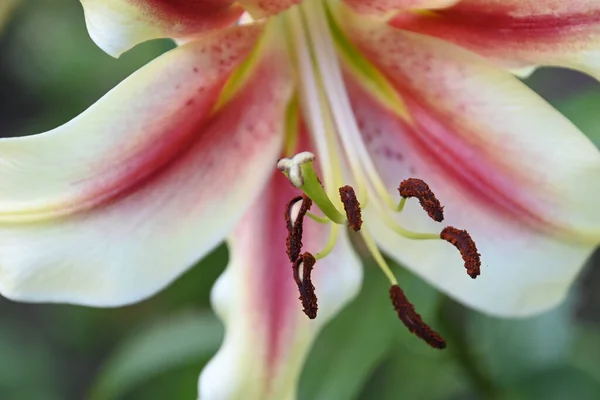 Hermosa Flor Lirio Creciendo Aire Libre Concepto Verano Vista Cercana —  Fotos de Stock