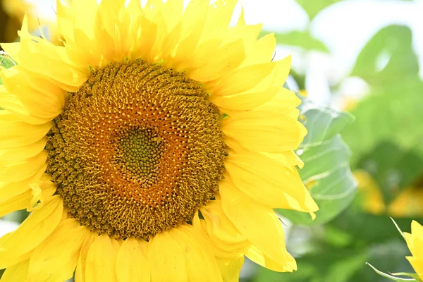 Mooie Gele Zonnebloemen Bloeiende Veld — Stockfoto