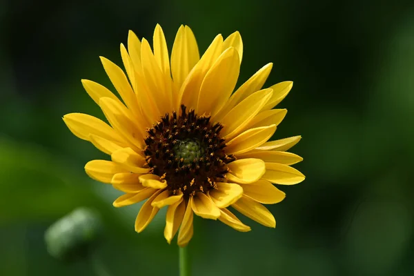 Hermosa Flor Que Crece Aire Libre Concepto Verano Vista Cercana — Foto de Stock