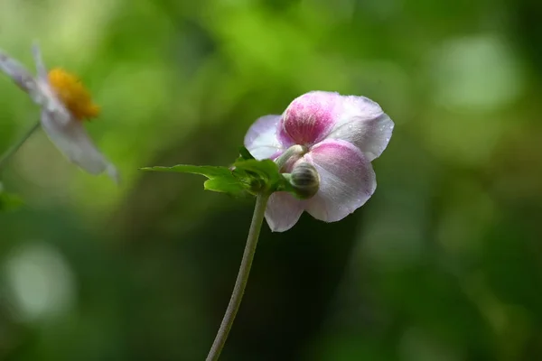 Schöne Blumen Wachsen Freien Sommerkonzept Nahsicht — Stockfoto