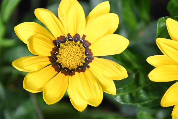 Hermosas Flores Que Crecen Jardín Verano Día Soleado — Foto de Stock