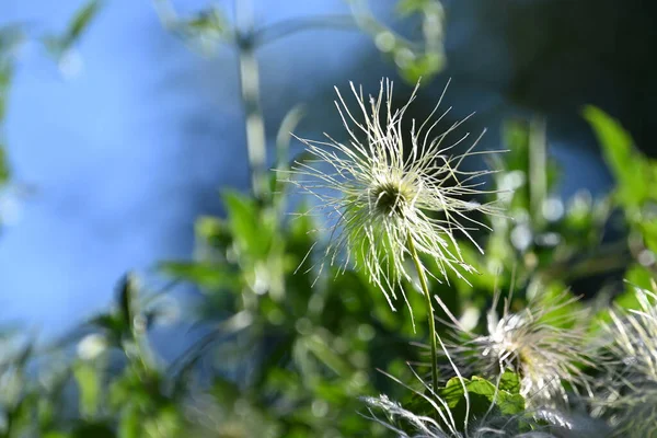 Schöne Blumen Wachsen Freien Sommerkonzept Nahsicht — Stockfoto