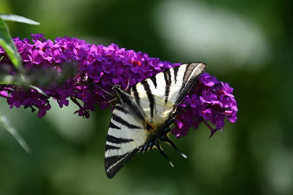 Πεταλούδα Επικονίασης Όμορφα Λουλούδια Αυξάνεται Υπαίθρια Έννοια Του Καλοκαιριού Κοντινή — Φωτογραφία Αρχείου