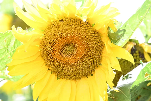 Mooie Gele Zonnebloemen Bloeiende Veld — Stockfoto