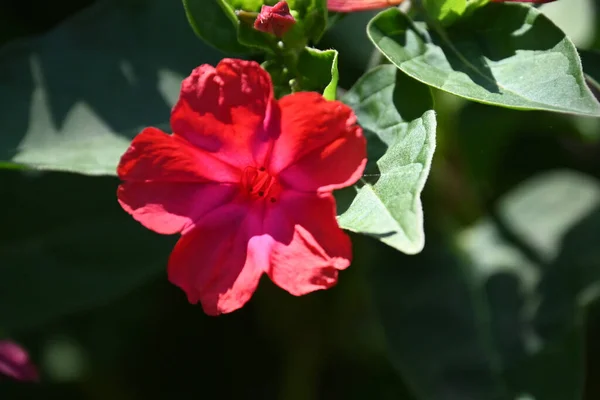 Hermosa Flor Que Crece Aire Libre Concepto Verano Vista Cercana — Foto de Stock