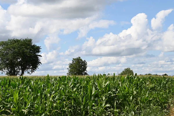 Landschaft Des Schönen Sommerhimmels Mit Wolken Und Bäumen — Stockfoto