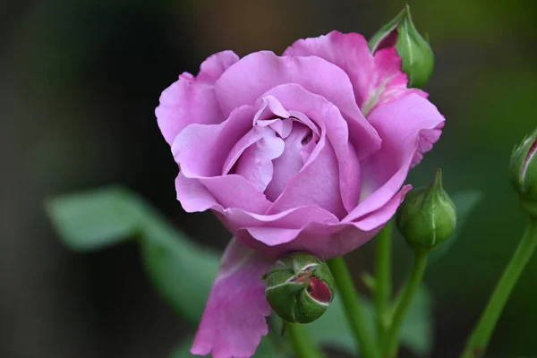 Krásná Růže Rostoucí Venkovní Letní Koncept Zblízka — Stock fotografie