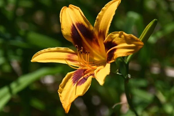 Hermosas Flores Que Crecen Jardín Verano Día Soleado — Foto de Stock