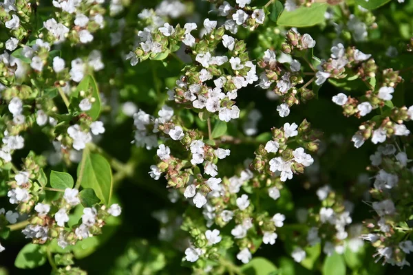 Flores Bonitas Crescendo Livre Conceito Verão Vista Próxima — Fotografia de Stock