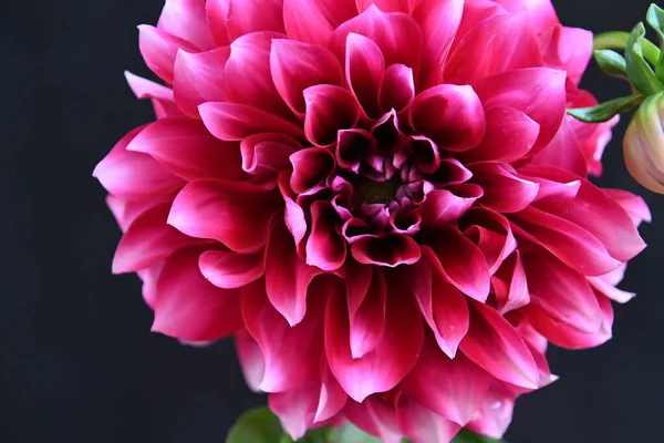 美丽的粉红色菊花的特写 — 图库照片