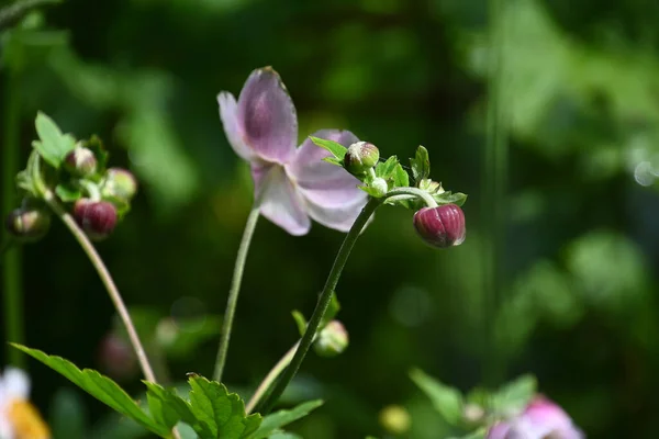 Vacker Blomma Växande Utomhus Sommar Koncept Nära Utsikt — Stockfoto