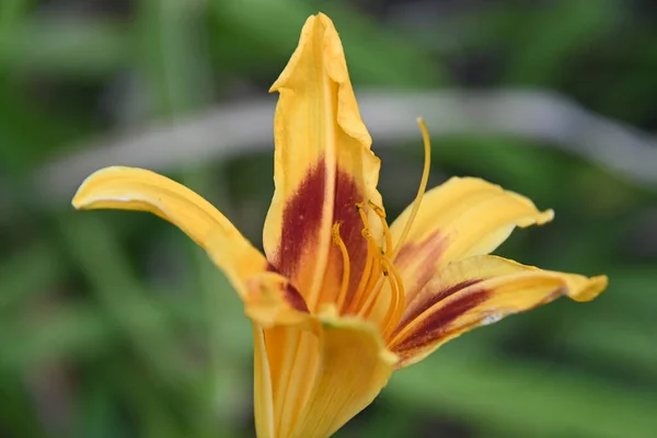 夏日阳光明媚的花园里 盛开着美丽的花朵 — 图库照片