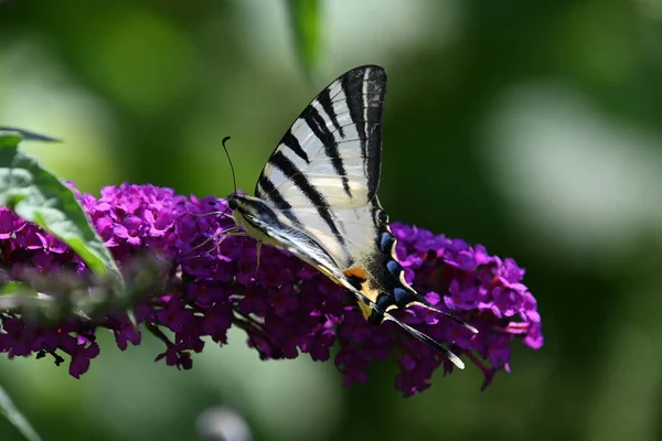 Farfalla Che Impollina Bellissimi Fiori Che Crescono All Aperto Concetto — Foto Stock