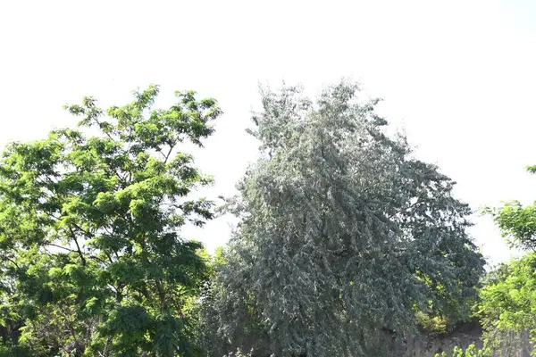 Gałęzie Drzew Zielonymi Liśćmi Tle Błękitnego Nieba — Zdjęcie stockowe