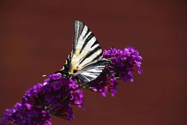 Butterfly Pollinating Beautiful Flowers Growing Outdoor Summer Concept Close View — Stock Photo, Image