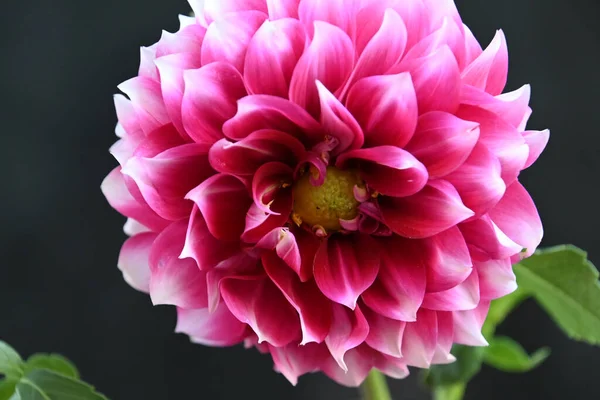 Primer Plano Hermoso Crisantemo Rosa — Foto de Stock