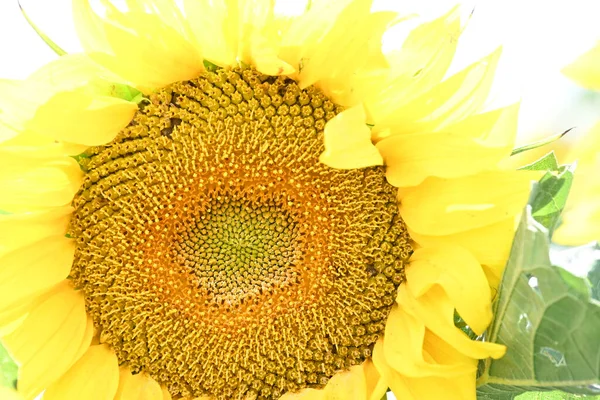 Schöne Gelbe Sonnenblumen Blühendes Feld — Stockfoto