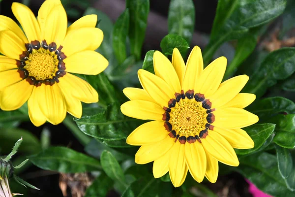 Belles Fleurs Poussant Dans Jardin Journée Ensoleillée Été — Photo