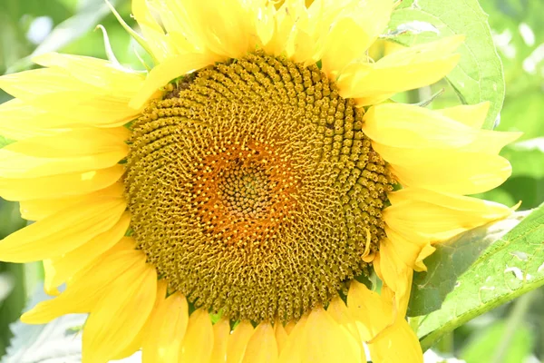 Schöne Gelbe Sonnenblumen Blühendes Feld — Stockfoto